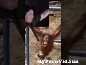 Man Fucks Monkey Porn - Monkey fucking dies and fat man cries from man fucked monky Watch Video -  MyPornVid.fun
