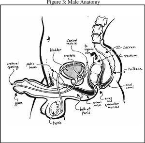 anal sex health risks - The Ultimate Guide to Anal Sex for Women | Semantic Scholar