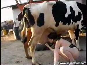 black cow pussy - Filthy young naked girl milks a cow for fresh milk then treats the beast to  a wonderful blowjob - LuxureTV