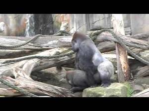 gorilla sex porn - Gorillas mating at Taronga Zoo