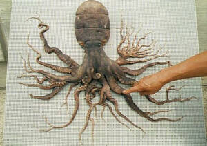 Crazy Japanese Porn Octopus - In 1998, an Octopus with 98 tentacles was discovered in Japan (near Matoya  Bay). : r/creepy