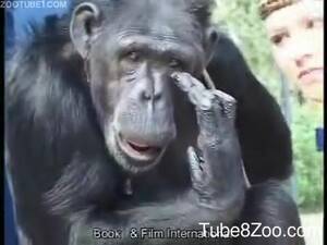 Girl Fucks Chimpanzee - Busty woman shows real zoophilia with a chimp