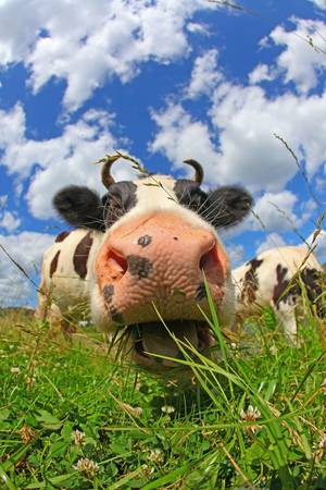 Cow Daisy Barnyard Porn - I cows!