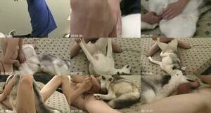 Man Fucks Female Siberian Husky - Zoo Sex Forum - Animal Porn Download - View Single Post - Man Fucks Female  Husky
