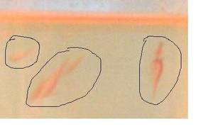 Monkey Watch Porn - I tried to take some pictures of the Sea Monkey sex but they're kind of  blurry. Pretend you're trying to watch porn on a scrambled television  channel and ...