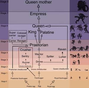 Marine Alien Xenomorph Facehugger Porn - I'm a sucker for the different xeno castes. Am I missing anything? (Not  including one-of-a-kind xenos or altered variants.) Thoughts? : r/LV426