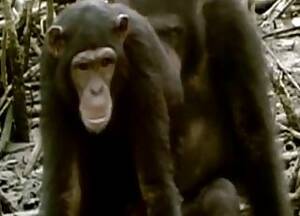 Monkey Sex Anal - Monkey Videos / Anal Zoofilia / Most popular Page 1