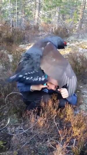 Bird Fucker - Confused Boners: Bird trying to fuck guy on the phone - Porn GIF Video |  neryda.com