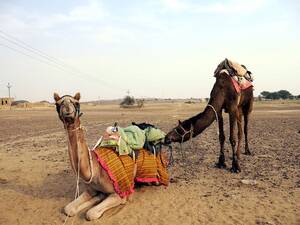 Egyptian Porn Star Riding Camel - Camel Safari in the Thar Desert - The Open Road Before Me