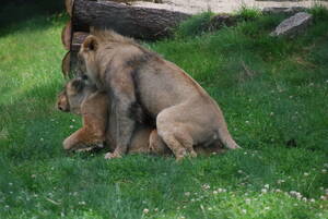 lion - lion porn | michelle deakin | Flickr