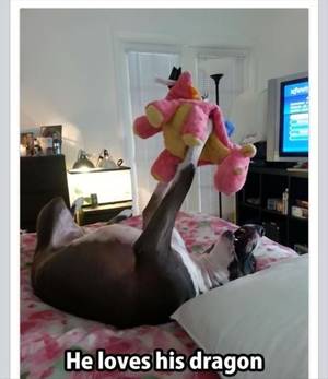 Furry Porn Dragon Captions Eggs - Funny Animals Of The Day - 25 Pics