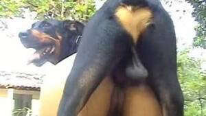 Brazilian Bestiality Porn - Brazil Animal Porn