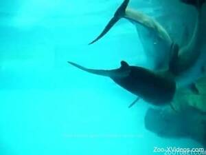 Bestiality Shark Porn - Amateur underwater zoophilia fetish with guy chasing female sharks