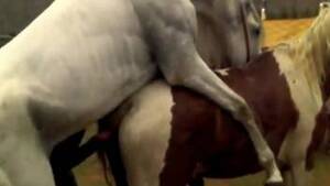 mare licking dick - Huge mare Animal Porn