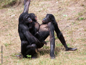 Chimpanzee Sex - Bonobo monkeys having sex Stock Photo | Adobe Stock