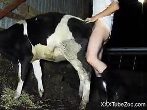 Guy Fucks Cow Porn - man+fuck+cow Animal porn videos