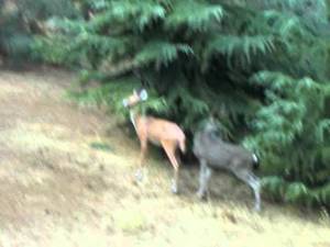 Deer Porn - Deer porn