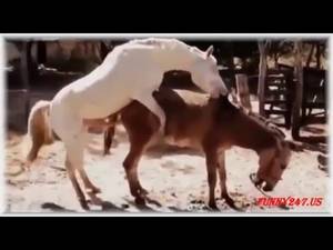 Dragon Breeding Gay Porn - Horse breeding - Horse mating with donkey - Gay horse mating close view.  Horse MateDonkeyPornGayDonkeys