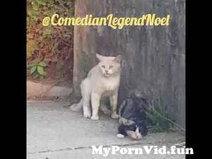 Cat Goddess Porn - Funny Animals \\\