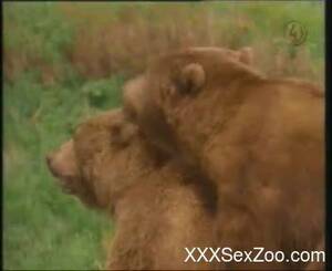 I Mean Actual Bears Bear Porn - I Mean Actual Bears Bear Porn | Sex Pictures Pass