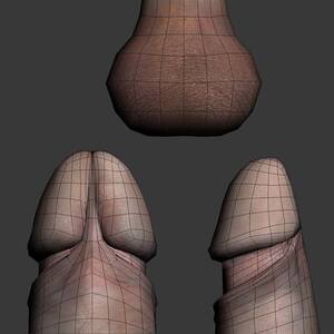3d Penis - penis rigged 3D Model in Anatomy 3DExport