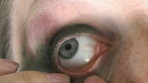 Eye Fetish Porn - Amateur Porn | Fetish Porn Videos - Clips4sale