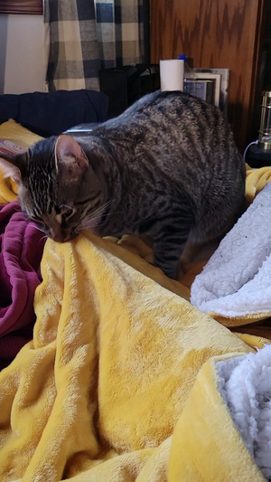 Cat In Heat Fucking - What's my man's doing right here? : r/cats