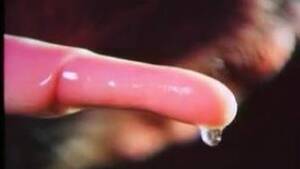 Deer Bestiality Porn - Deer Animal Porn