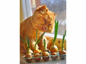 Cats Mating Porn - Stop Petting Your Stupid Cat, It Apparently Doesn't Even Like It