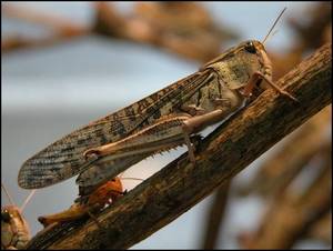 Locust Porn - Yummy locust. Food PornYummy ...