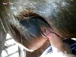 Man Fucks Mini Mare - Hot Mini Mare Gets Fucked Long Hard Gay Beast Com - Beastiality Porn Video  - Zoo Porn Horse, Zoo Porn With Men at Katitube