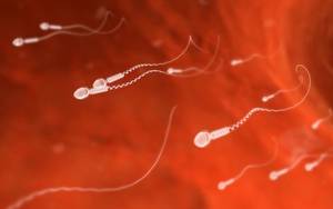 Embryo Princess Porn - Spanish scientists use skin cells to create human sperm