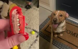 Furries Porn Sex Toys - Bellesa's official policy is to replace all dog-destroyed sex toys (in  exchange for pupper pics) | Sex Toys Blog - BBoutique