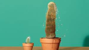 huge erect cock morph - Huge News! The Penis Implant is Here | GQ