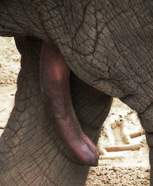 gorilla dick anal - 