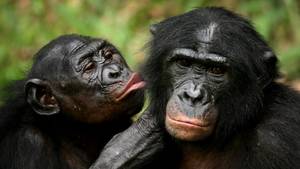 Chimpanzee Sex - Two bonobos Finbarr O'Reilly / Reuters