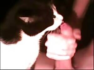 Cat In Heat Fucking - Guy Fucks Cat In Heat Xxx Videos