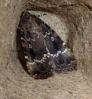 lady lepidoptera - Gnome's Birding Diary: Heath-Robinson Moth Trap