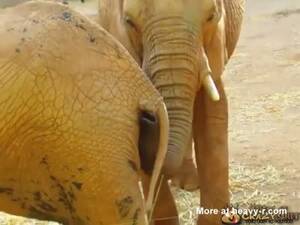Elephant Fucks A Woman Porn - Elephant Eating Shit