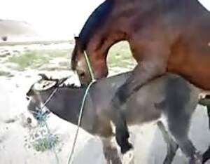 Donkey Sex Porn - Donkey close mating - Extreme Porn Video - LuxureTV