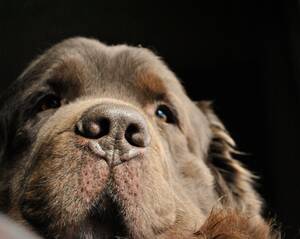 Dogstyle Porn - Up Close And Personal, Big Dog Style - My Brown Newfies