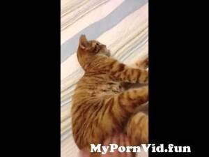 Cat Goddess Porn - Kitty cat having an orgasm from cat goddess cum Watch Video - MyPornVid.fun