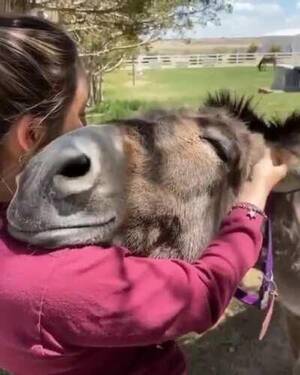 8mm Porn Donkey - 8mm Porn Donkey | Sex Pictures Pass