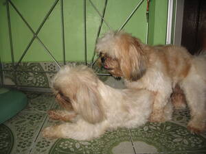 lhasa xxx - Dog-Porno | Patrick Kollitsch | Flickr