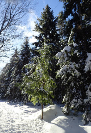 Matureography - Matureography porn - Forests and surface waters of sandy lake environs  bedford nova jpg 1381x2000