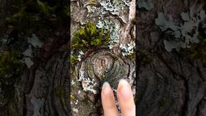 nature - Nature porn