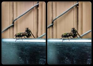 Crossview Porn - Flesh fly & fly porn : r/CrossView