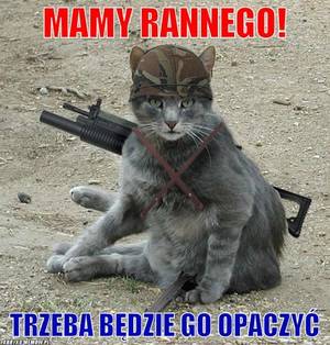 Army Funny Porn - I love it Army Cat