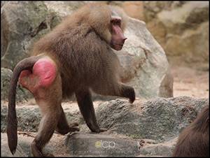 Baboon - He's 8ft tall, blue, and hairless, where's the similarity to a baboon? All  I could think about was a baboon's giant red bum when she referred to Soren  as ...