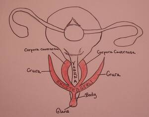 black pussy diagram - Vaginal Diagram: The Secret Anatomy to Unlocking Full Body Orgasms
